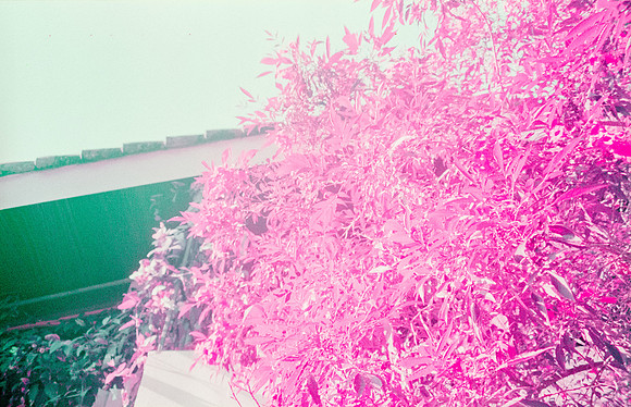01 Natalia Mendoza - Lomography Purple por Arca Film Lab (Mayo 2025) - Rollo 1019
