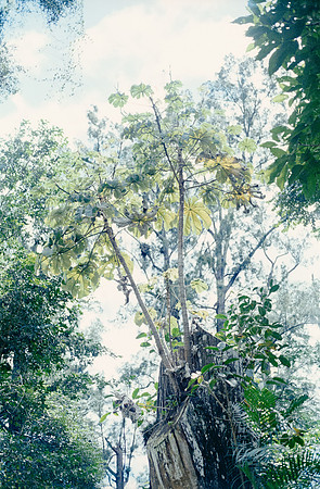 26 Sergio Gamargo - Kodak Gold 200 por Arca Film Lab (Febrero 2025) - Rollo 0851