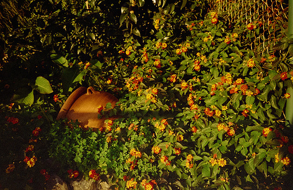31 Rafael Peyré - Cinestill 400D por Arca Film Lab (Diciembre 2024) - Rollo 0553
