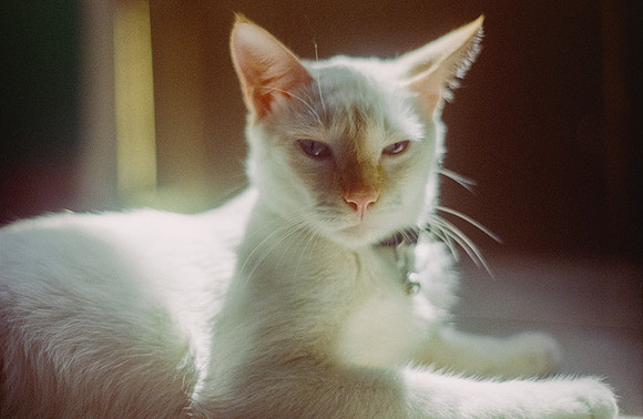 34 Abraham Castillo - Fujifilm 400 por Arca Film Lab (Junio 2025) - Rollo 1118