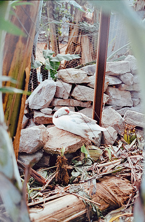 15 Londy Ramazzini - Kodak Gold 200 Film Lab (Agosto 2024) - Rollo 0283