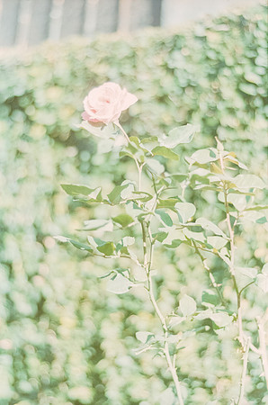 21 Rodolfo Madrigal - Kodak Portra 400 por Arca Film Lab (Junio 2025) - Rollo 1148