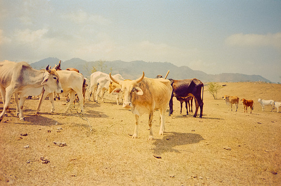 11 José Vásquez - Kodak Gold 200 por Arca Film Lab (Enero 2025) - Rollo 0668