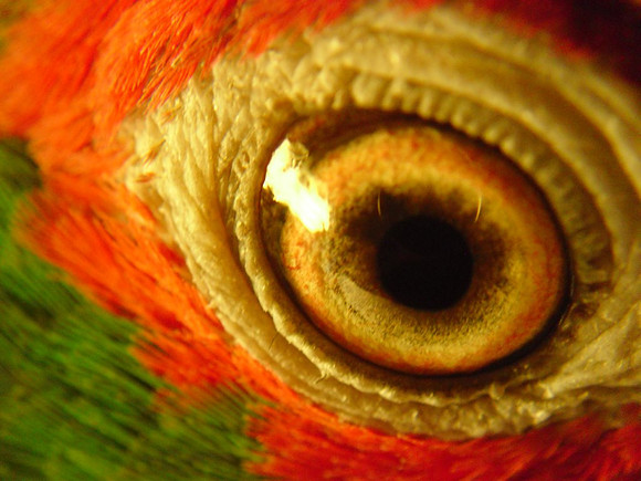 Ojo de Loro