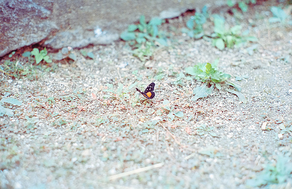 24 Sofía Ramos - Kodak Portra 400 por Arca Film Lab (Noviembre 2024) - Rollo 0455