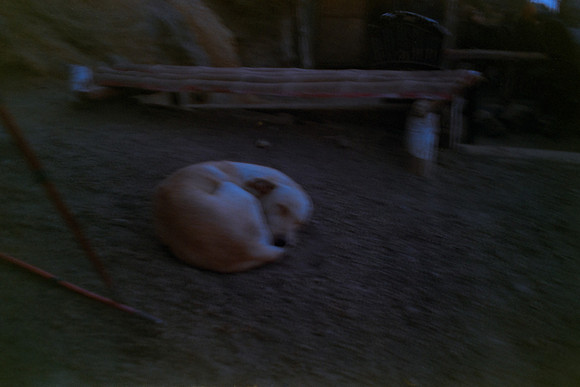 14 Dominique Chamorro - Fujifilm Superia Premium 400 por Arca Film Lab (Mayo 2024) - Rollo 0067
