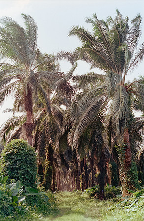 15 Denis Guerrero - Kodak Gold 200 Canon AE-1 por Arca Film Lab (Agosto 2024) - Rollo 0295