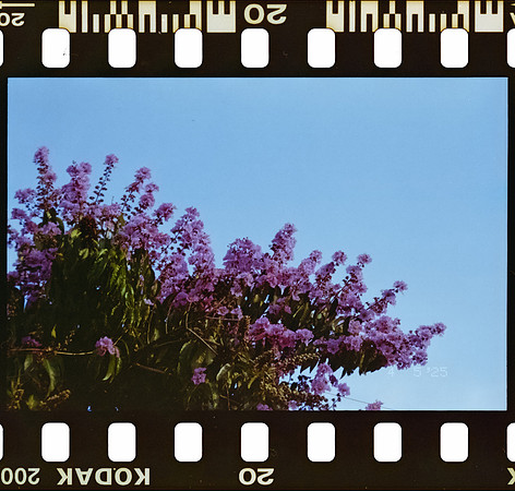 20 Carlos Castro - Kodacolor 200 por Arca Film Lab (Junio 2025) - Rollo 1119