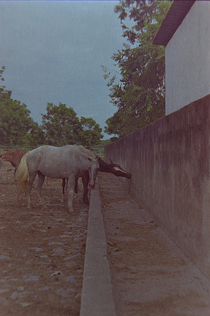 35 Christian Arriola - Kodak Gold 200 por Arca Film Lab (Agosto 2024) - Rollo 0232