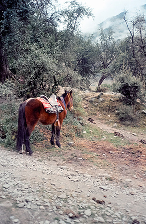 09 Steven Bickford - Kodak Gold 200 por Arca Film Lab (Julio 2024) - Rollo 0165