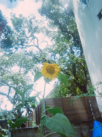 04 Sebastián Barillas - Kodak Ultramax 400 por Arca Film Lab (Febrero 2025) - Rollo 0784