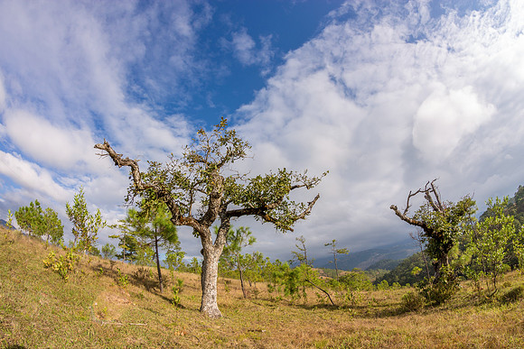 Strange Trees (Perfect for Night Timelapse)