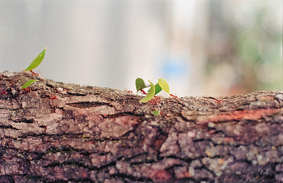 31 Shirley Rabanales - Fujifilm 400 por Arca Film Lab (Septiembre 2024) - Rollo 0373