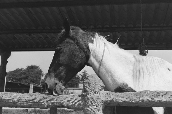 06 Omar Véliz - Ilford FP4 125 Plus por Arca Film Lab (Mayo 2024) - Rollo 0060