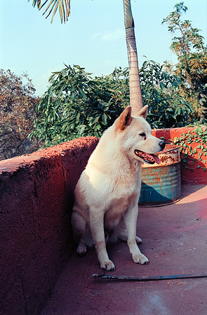 17 Francisco Chang - Kodak Ektar 100 por Arca Film Lab (Junio 2024) - Rollo 0127