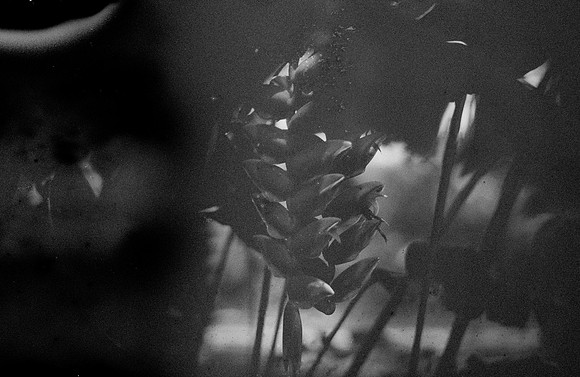 16 Alexander Daum - Ilford HP5+ 400 por Arca Film Lab (Noviembre 2024) - Rollo 0511