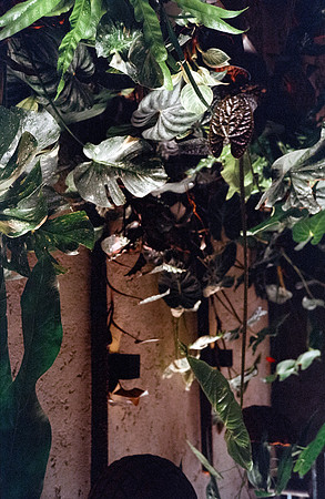 27 Rodrigo Lorenz - Kodak Gold 200 por Arca Film Lab (Julio 2024) - Rollo 0142