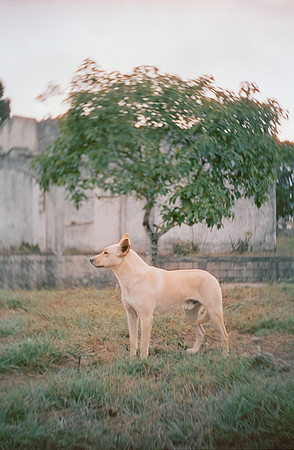 33 Fabriccio Díaz - Cinestill 50D por Arca Film Lab (Abril 2025) - Rollo 0939