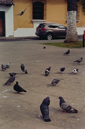 06 Ronald Ottoniel - Cinestill 400D por Arca Film Lab (Febrero 2025) - Rollo 0759