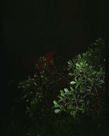 56 David Vela - Kodak Ultramax 400 por Arca Film Lab (Mayo 2025) - Rollo 1000