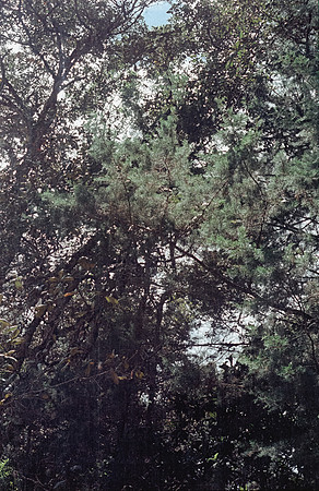 03 Marisa Toriello - Kodak Portra 400 por Arca Film Lab (Julio 2024) - Rollo 0177