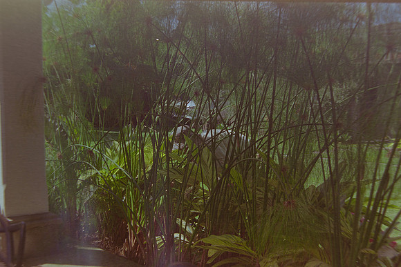 13 Christian Arriola - Kodak Gold 200 por Arca Film Lab (Agosto 2024) - Rollo 0232