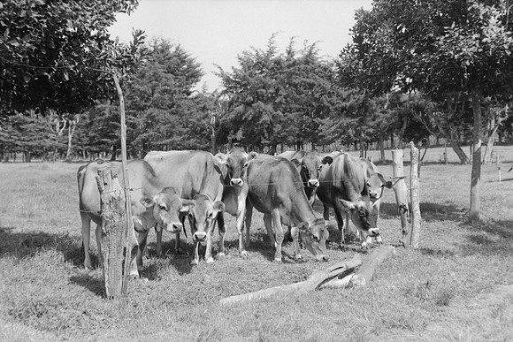 17 Omar Véliz - Ilford FP4 125 Plus por Arca Film Lab (Mayo 2024) - Rollo 0060