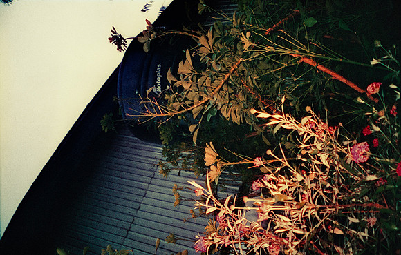 05 Natalia Mendoza - Harman Phoenix 200 por Arca Film Lab (Marzo 2025) - Rollo 0806
