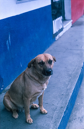 09 Ronald Ottoniel - Fujifilm Provia 100F por Arca Film Lab (Diciembre 2024) - Rollo 0532
