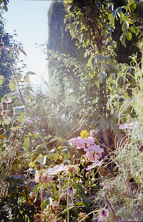 15 Natalia Mendoza - Kodak Gold 200 por Arca Film Lab (Noviembre 2024) - Rollo 0491