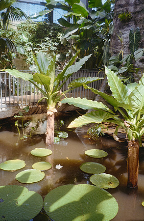 14 Elena Santa María - Kodacolor 200 por Arca Film Lab (Febrero 2025) - Rollo 0708