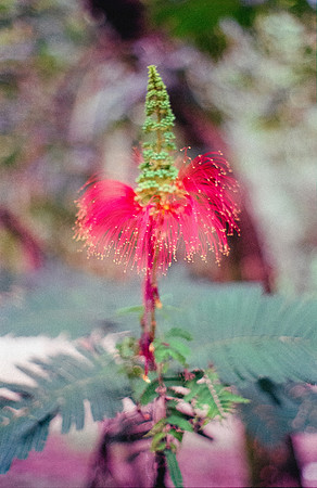 17 Shirley Rabanales - Fujifilm 400 por Arca Film Lab (Septiembre 2024) - Rollo 0373