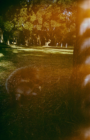 12 Gabriela Retana - Kodak Gold 200 por Arca Film Lab (Mayo 2025) - Rollo 1013