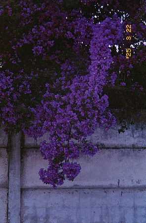 04 Carlos Castro - Kodak Ultramax 400 por Arca Film Lab (Mayo 2025) - Rollo 1005