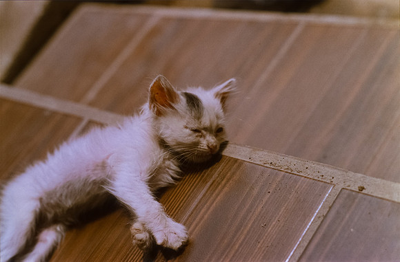 15 Ronald Ottoniel - Kodak Ektachrome por Arca Film Lab (Septiembre 2024) - Rollo 0387