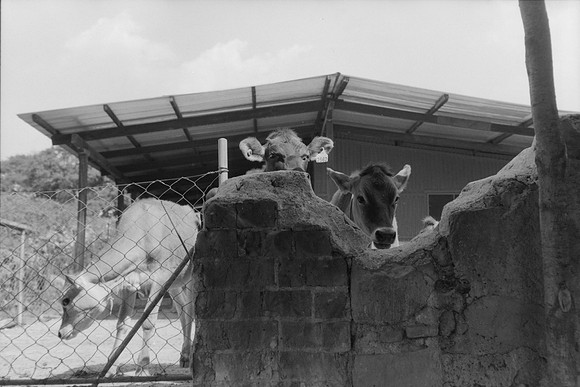 03 Omar Véliz - Ilford FP4 125 Plus por Arca Film Lab (Mayo 2024) - Rollo 0060