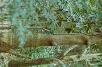 02 Rodolfo Madrigal - Kodak Portra 400 por Arca Film Lab (Junio 2025) - Rollo 1148