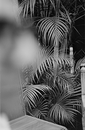 01 Lalo Quintero - Ilford XP2 400 por Arca Film Lab (Junio 2025) - Rollo 1161