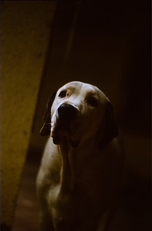 13 Ronald Ottoniel - Kodak Ektachrome por Arca Film Lab (Septiembre 2024) - Rollo 0387