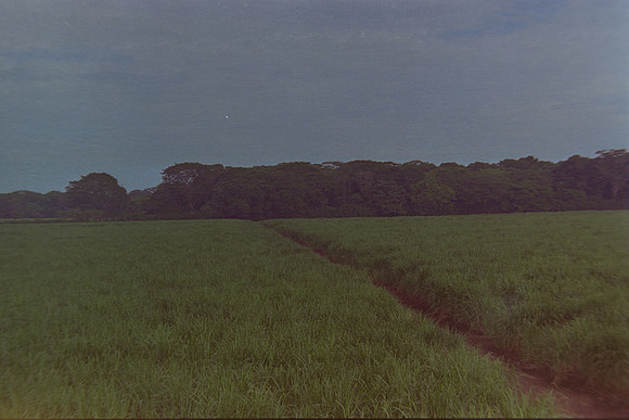 28 Christian Arriola - Kodak Gold 200 por Arca Film Lab (Agosto 2024) - Rollo 0232