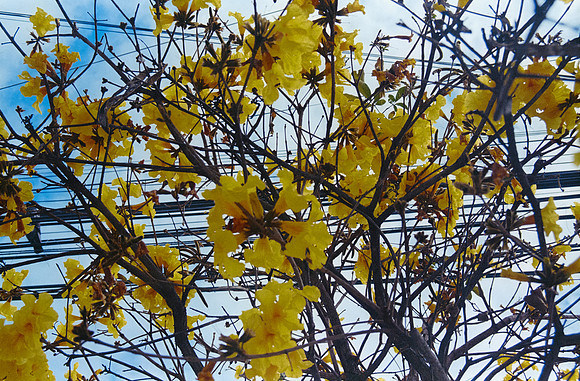11 Diana Roca - Fujifilm 400 por Arca Film Lab (Mayo 2025) - Rollo 1051