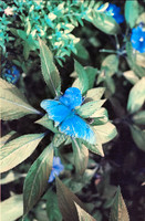 11 Jasmin Bouchard - Lomography Turquoise por Arca Film Lab (Octubre 2024) - Rollo 0403
