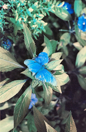 11 Jasmin Bouchard - Lomography Turquoise por Arca Film Lab (Octubre 2024) - Rollo 0403