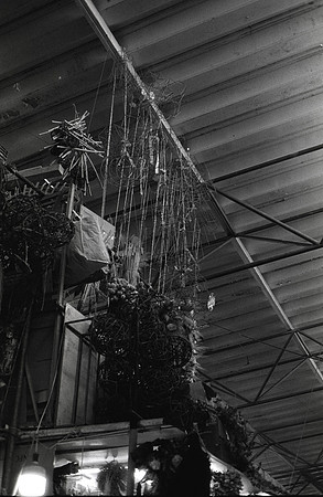12 Isabel Fuentes - Arista 400 por Arca Film Lab (Agosto 2024) - Rollo 0242