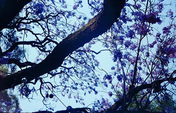04 Gabriela Retana - Kodak Gold 200 por Arca Film Lab (Mayo 2025) - Rollo 1013