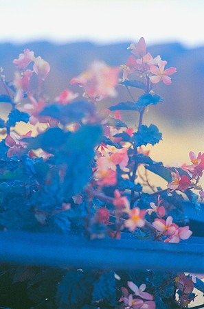 02 Ronald Ottoniel - Fujifilm 400 por Arca Film Lab (Febrero 2025) - Rollo 0867