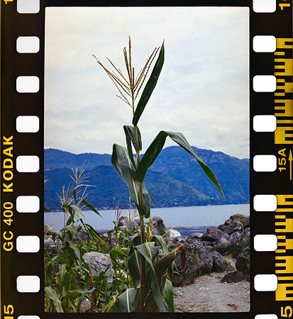 17 Yasemin Topcan - Kodak Ultramax 400 por Arca Film Lab (Octubre 2024) - Rollo 0391