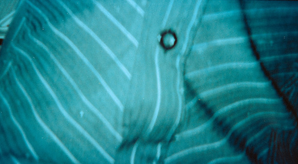 09 Alexander Daum - Kodak Gold 200 por Arca Film Lab (Abril 2025) - Rollo 0898