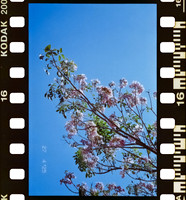 16 Carlos Castro - Kodacolor 200 por Arca Film Lab (Junio 2025) - Rollo 1119