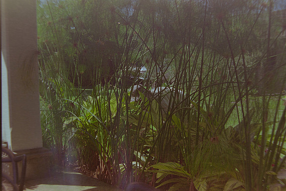 14 Christian Arriola - Kodak Gold 200 por Arca Film Lab (Agosto 2024) - Rollo 0232